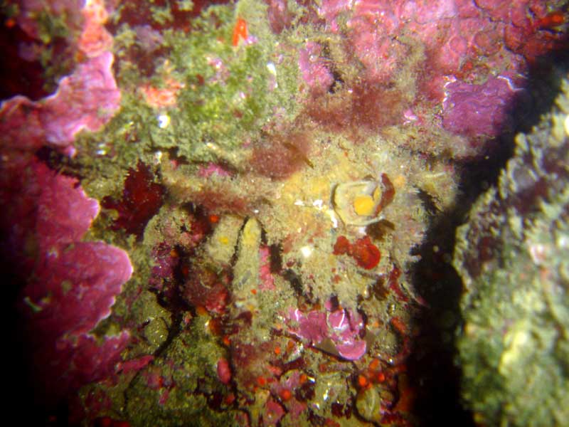 Cranc camuflat entre rocas i alges calcareas