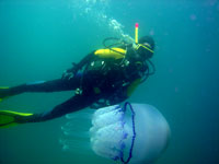 Sorpresa una medusa gegant, la Marta l'observa